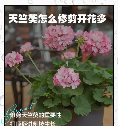 天竺葵断裂后如何进行修剪和护理？