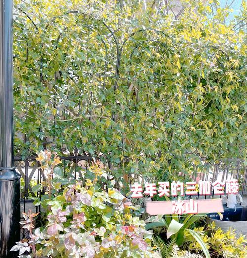 月季怎么施天然肥最好？月季施肥有哪些技巧？
