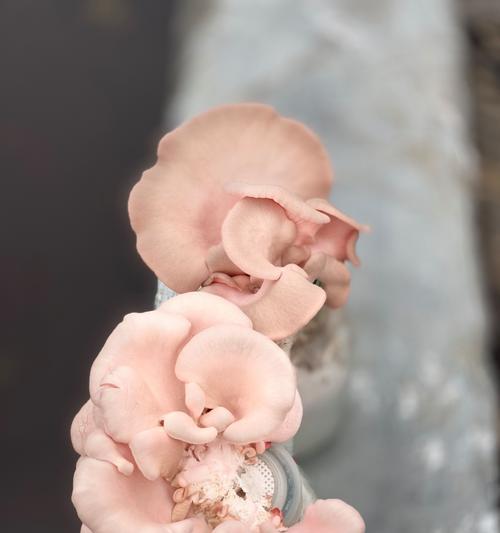 磨菇人工栽培技术要点有哪些？如何提高产量？