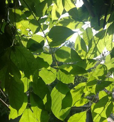 风城地区绿植栽培的关键技术要点是什么？