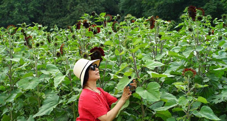 风城地区绿植栽培的关键技术要点是什么？