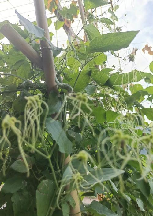 秋天铁线莲不长叶子吗怎么办？可能的原因是什么？
