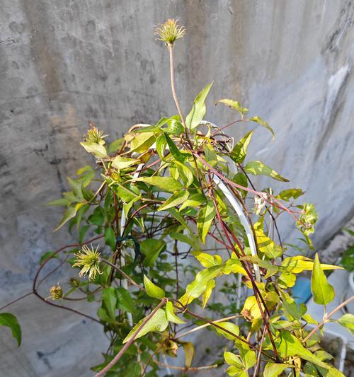秋天铁线莲不长叶子吗怎么办？可能的原因是什么？