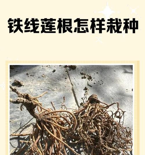 秋天铁线莲不长叶子吗怎么办？可能的原因是什么？