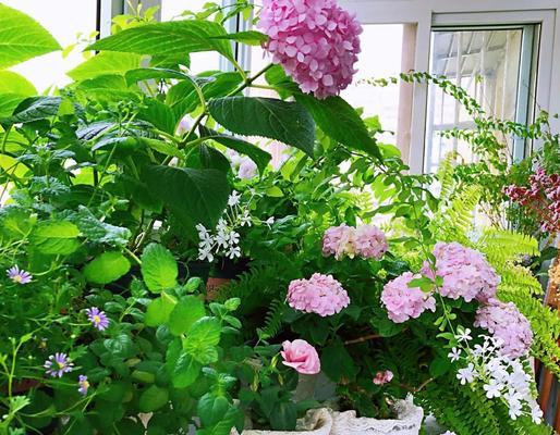 四川阳台适宜种植哪些花卉？
