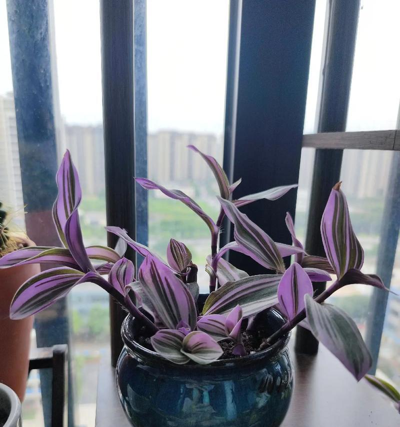 四川阳台适宜种植哪些花卉？