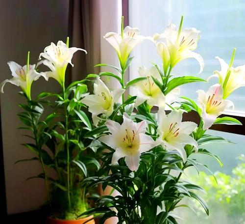 四川阳台适宜种植哪些花卉？
