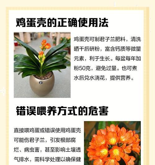 大乔长叶君子兰的正确养护方法是什么？