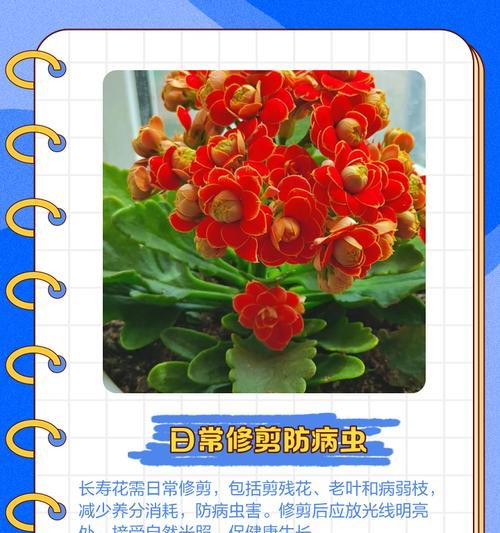 冬天水葫芦叶子发黄枯萎怎么修剪？修剪技巧是什么？