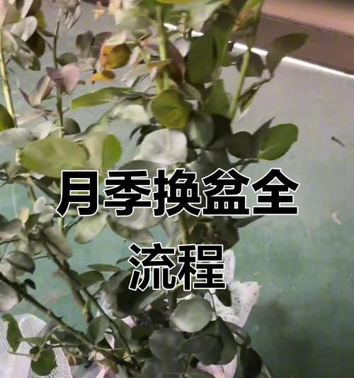 月季怎么才养成根系？有哪些有效方法？