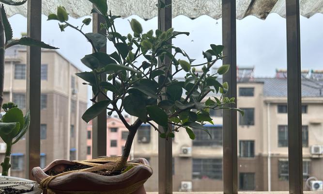 长方型花盆适合阳台种植的花卉有哪些？