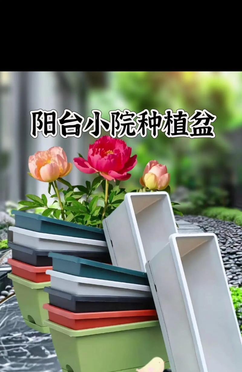 长方型花盆适合阳台种植的花卉有哪些？