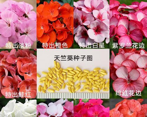 天竺葵种子活了吗怎么种？天竺葵播种的正确步骤是什么？
