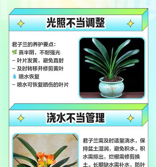 君子兰叶子发黑？如何解决？