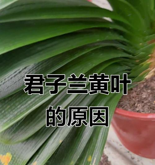 君子兰叶子发黑？如何解决？