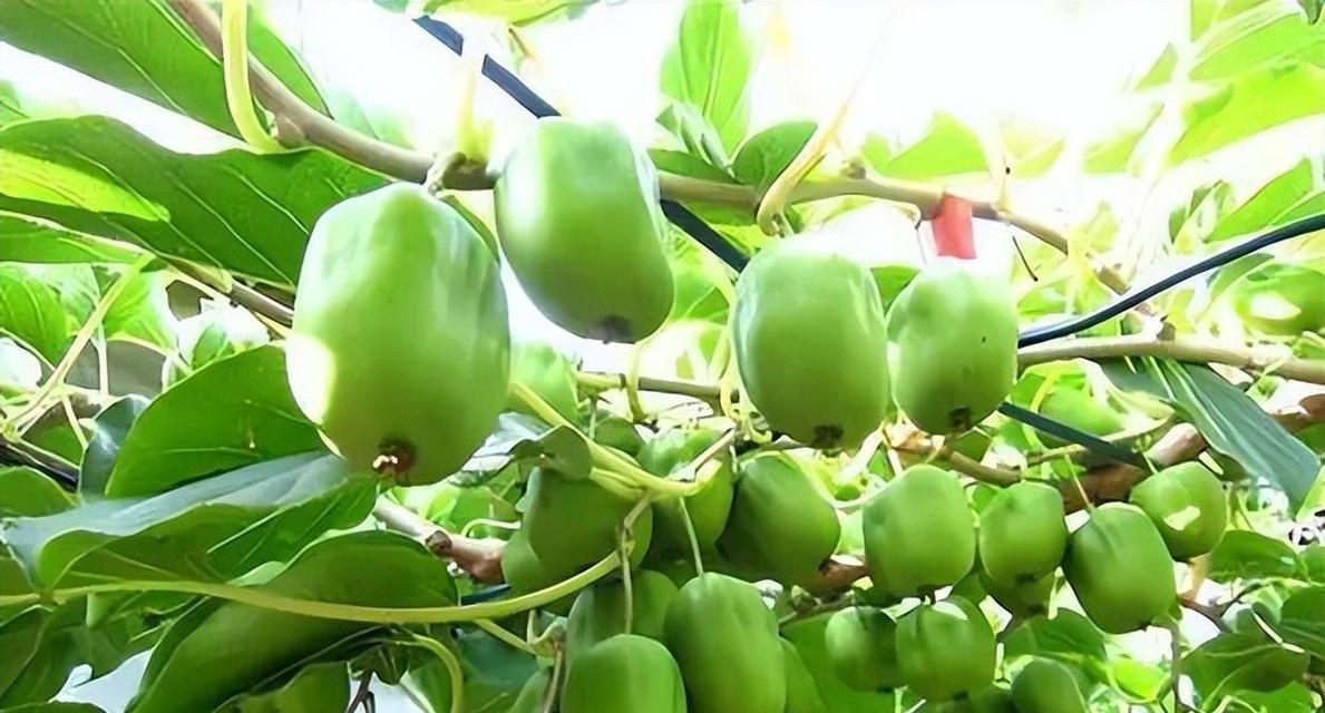 什么时间播种软枣好活呢？最佳播种时间是什么时候？