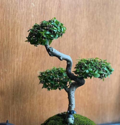 梅花盆景如何养护才能长得更粗壮？