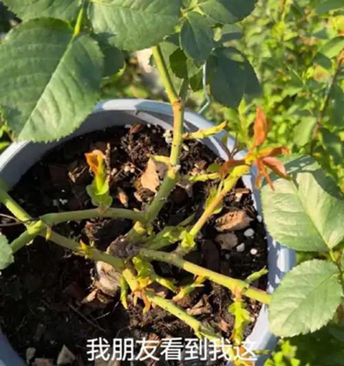 月季幼苗爆笋芽的有效方法是什么？