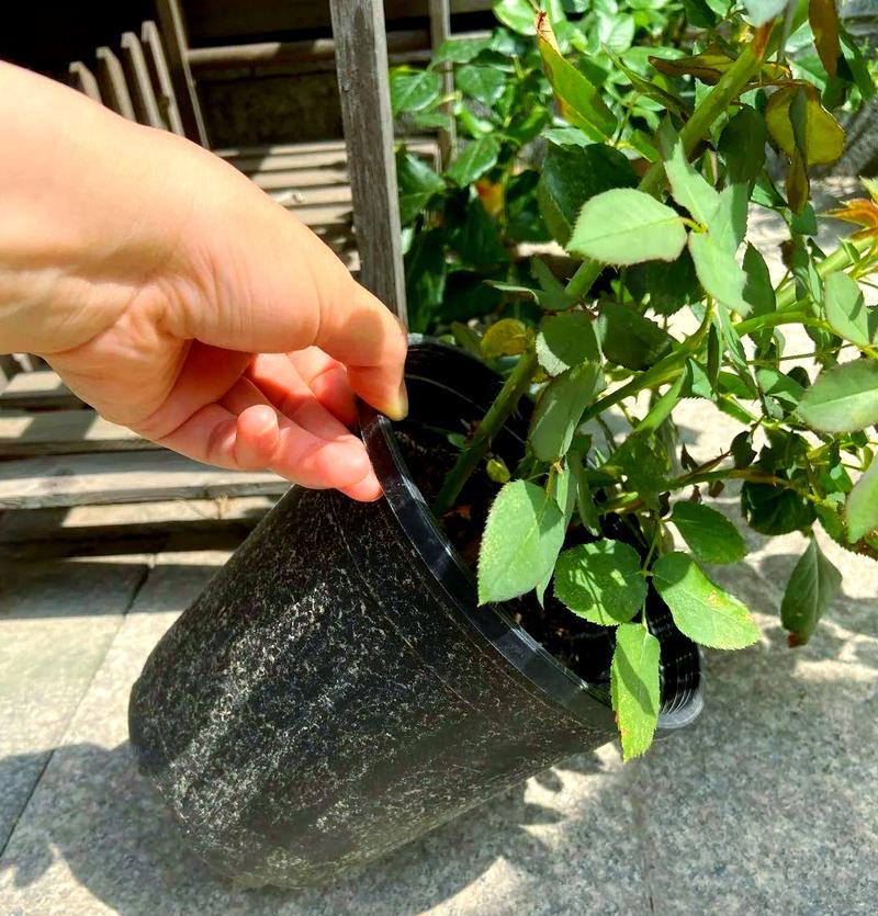 月季幼苗爆笋芽的有效方法是什么？