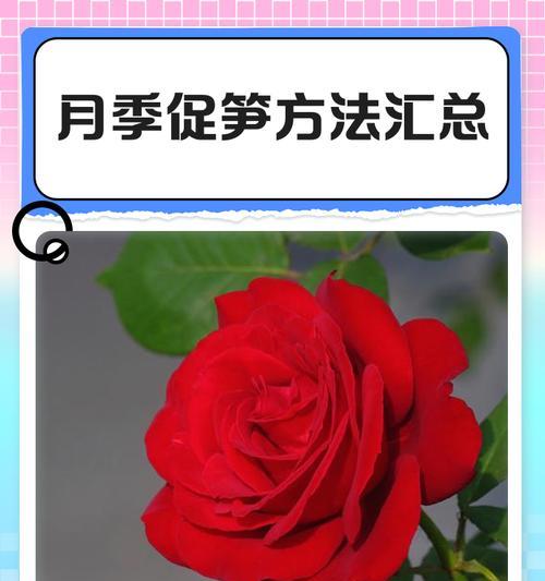 月季幼苗爆笋芽的有效方法是什么？