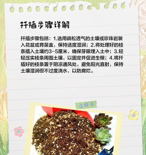 夏天爬藤月季怎么扦插？扦插过程中的注意事项有哪些？