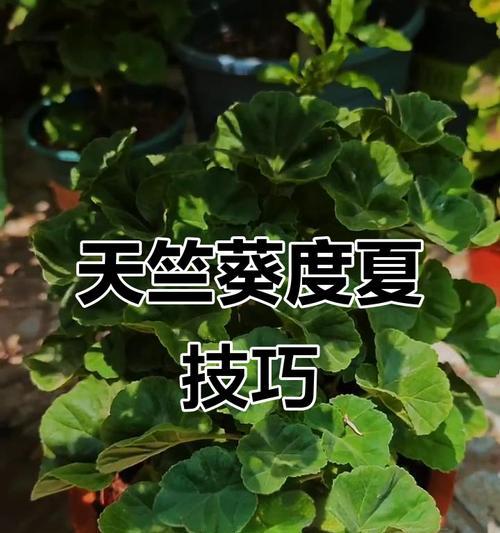 海燕天竺葵的养护技巧有哪些？