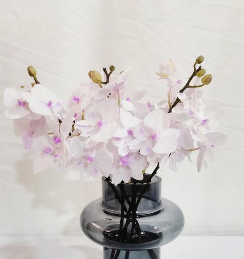 君子兰胸花鲜花养护方法是什么？如何保持其新鲜状态？