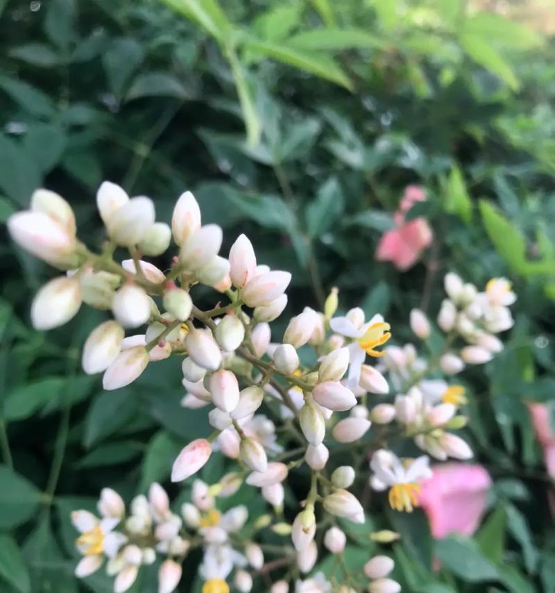 君子兰胸花鲜花养护方法是什么？如何保持其新鲜状态？