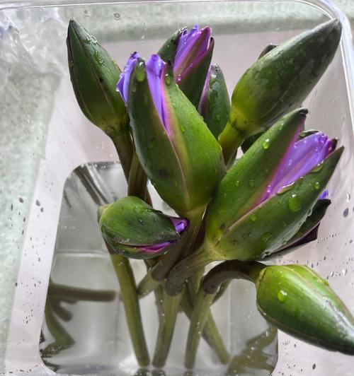 君子兰胸花鲜花养护方法是什么？如何保持其新鲜状态？