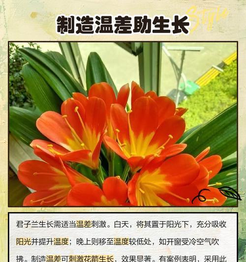 君子兰夹箭什么毛病？可能的原因及解决方法？