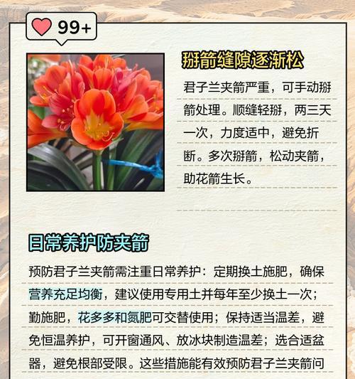 君子兰夹箭什么毛病？可能的原因及解决方法？