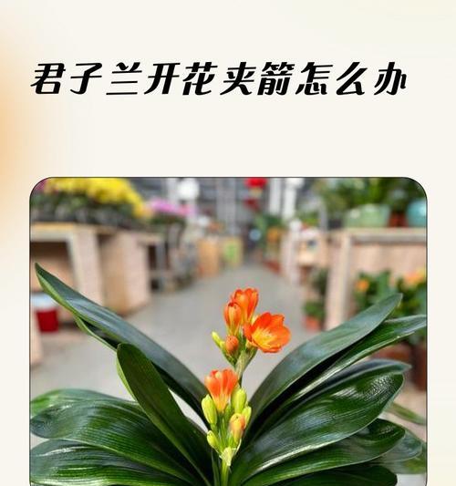 君子兰夹箭什么毛病？可能的原因及解决方法？