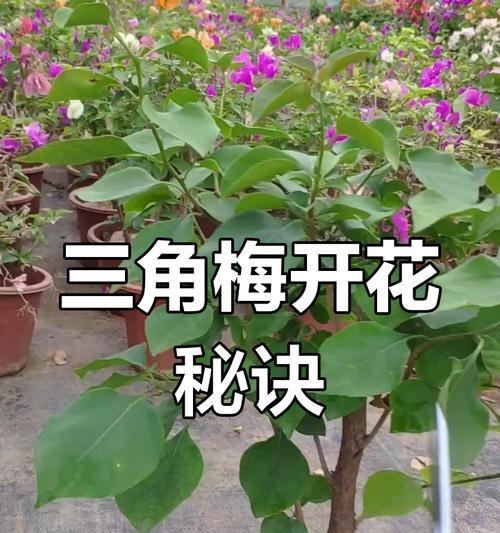 三角梅修剪技巧是什么？如何正确修剪大棵红三角梅？