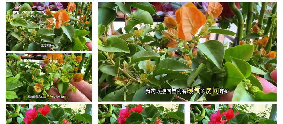 三角梅修剪技巧是什么？如何正确修剪大棵红三角梅？