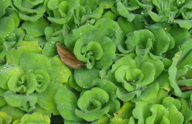 绿毛球水生植物的种类有哪些？