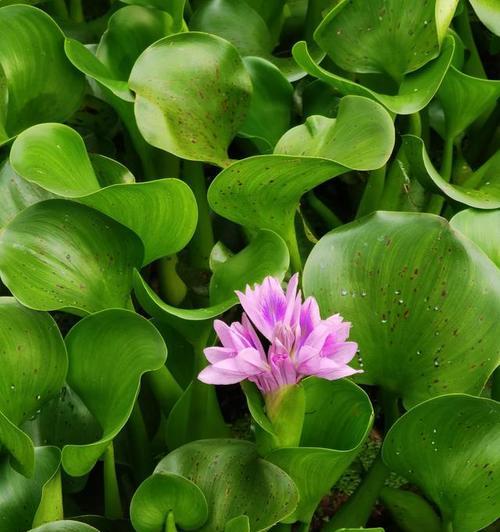 绿毛球水生植物的种类有哪些？