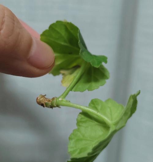 天竺葵枝干黑腐如何处理？扦插的正确方法是什么？