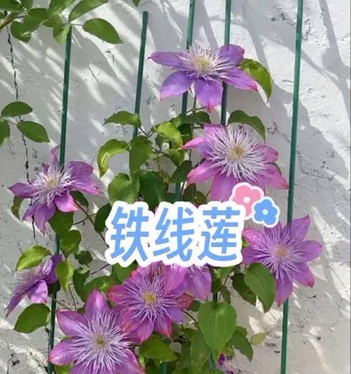 四川冬天铁线莲的养护方法是什么？如何确保其安全过冬？