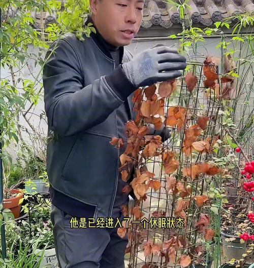 四川冬天铁线莲的养护方法是什么？如何确保其安全过冬？