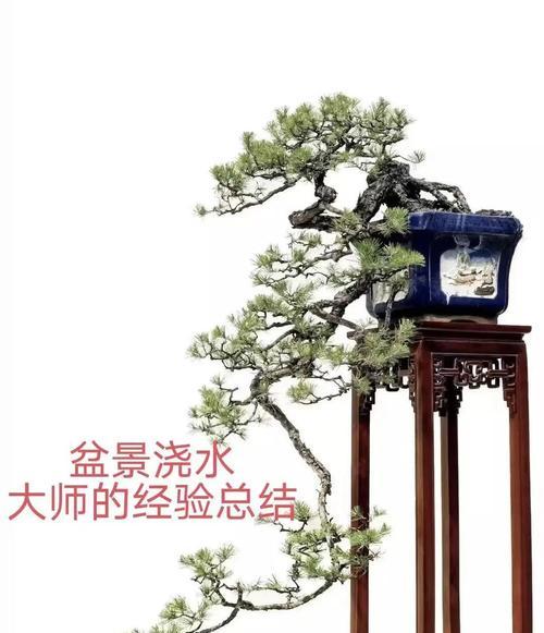 盆景石带开槽怎么处理？开槽后的养护和管理方法是什么？