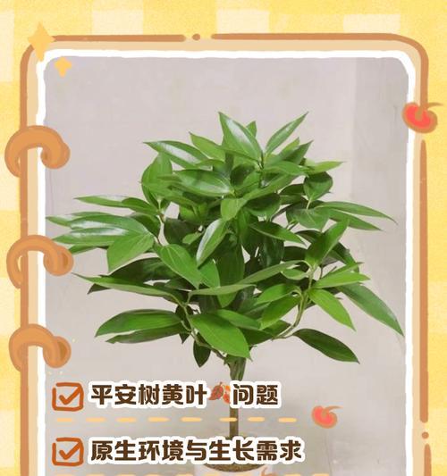 玉兰树叶子发黄焦边的原因及解决方法是什么？