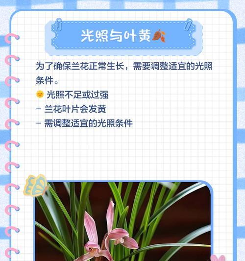 玉兰树叶子发黄焦边的原因及解决方法是什么？