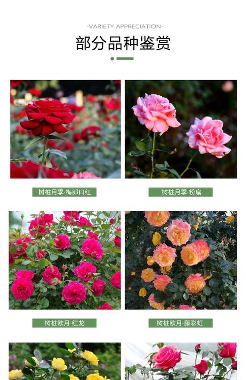高杆月季花的养护技巧有哪些？