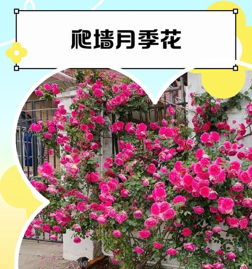 高杆月季花的养护技巧有哪些？