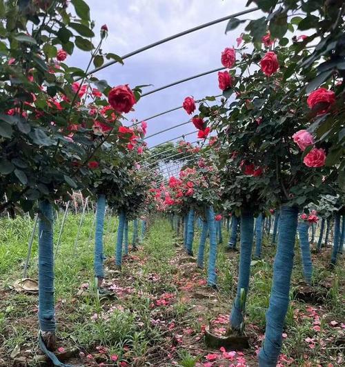 高杆月季花的养护技巧有哪些？