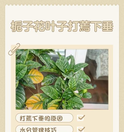 栀子花小叶子发黄干叶的处理方法是什么？