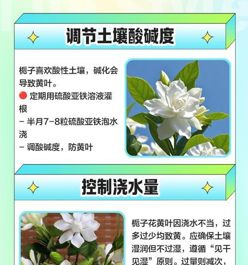 栀子花小叶子发黄干叶的处理方法是什么？
