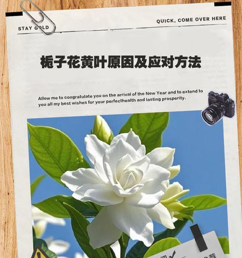 栀子花小叶子发黄干叶的处理方法是什么？