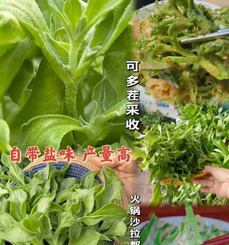 山西冰菜栽培技术要点有哪些？如何提高产量？
