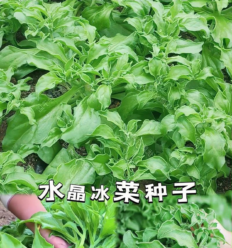 山西冰菜栽培技术要点有哪些？如何提高产量？